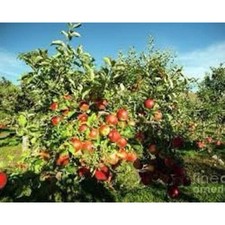 2 live Gala apple trees 2 ft