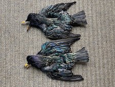 2 STARLING Bird Full Skins