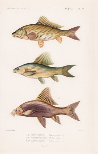 Cyprinus carpio carp carp