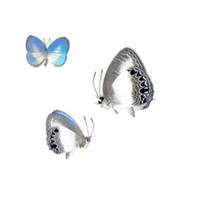 TWO (2) Electric Blue (Jamides