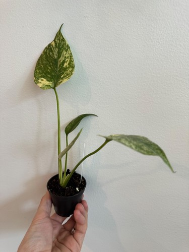 Pot monstera deliciosa - monstera,