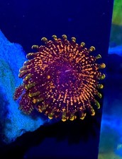 OG Dayglo Volcano High End Zoa Zoanthid WYSIWYG Frag Coral
