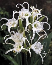 Ismene festalis bulbs - festalis,