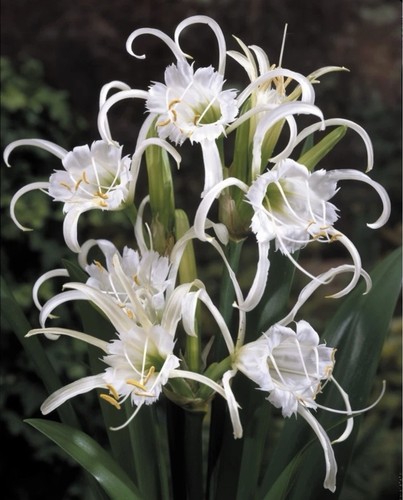 Ismene festalis bulbs - x,