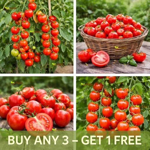 Vegetable seeds tomato sweetie - tomato,
