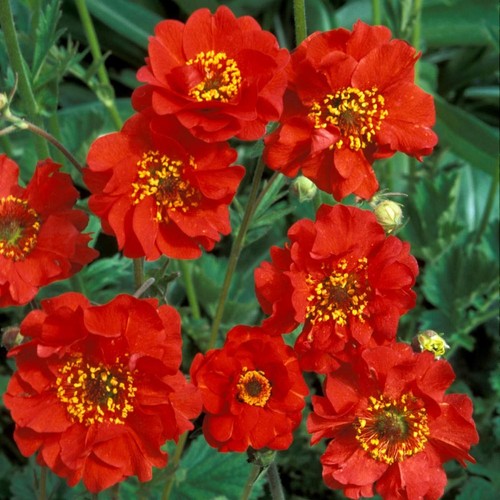 Geum mrs bradshaw hardy - geum,