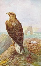 Sea Eagle Postcard Artistic England c1920s