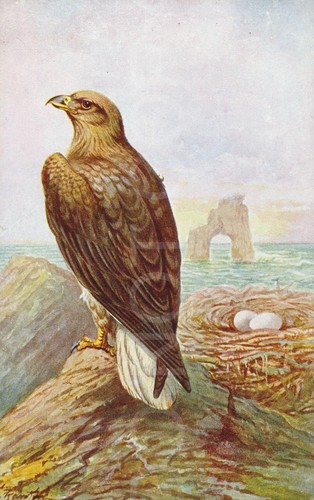 Sea eagle 1920s vintage - sea,