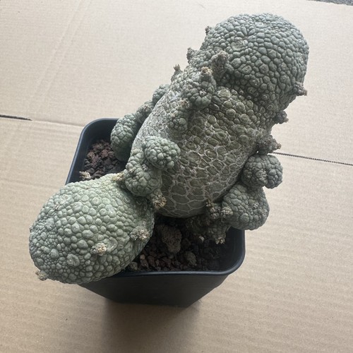 Rare plant cacti pseudolithos - cacti,