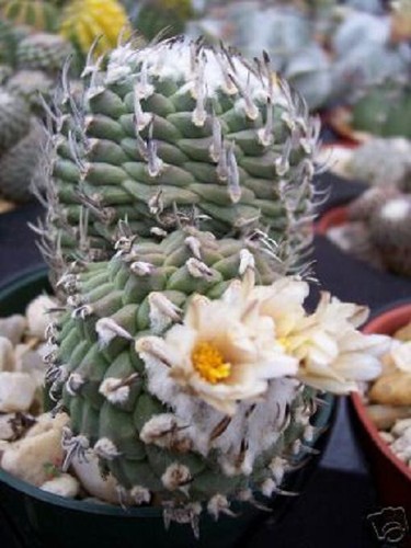 Turbinicarpus klinkerianus - turbinicarpus,