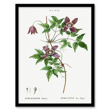 Pierre Joseph Redoute Framed