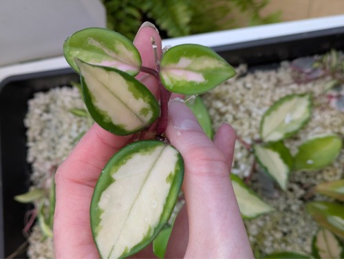 Hoya carnosa tricolour - hoya,
