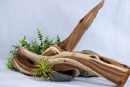 Manzanita driftwood branch - branch, 2