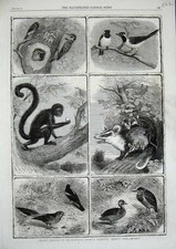 Old Antique Print 1864