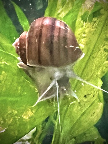 Live brown mystery snails - 10,