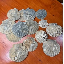Fossilized chesapecten scallop - fossilized,