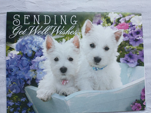 Westie get well card wishes - get,