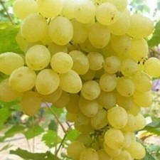 KISHMISH ZOLOTSE Grape Vine -