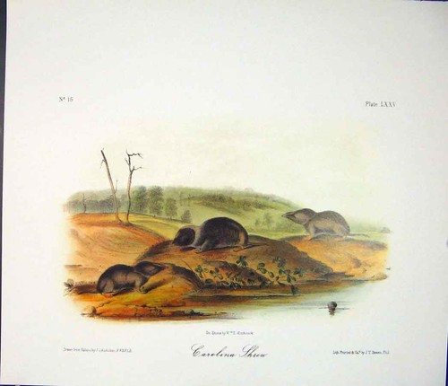 Original old antique - old, print