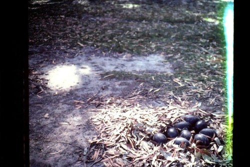 35mm colour slide - 35mm, emu