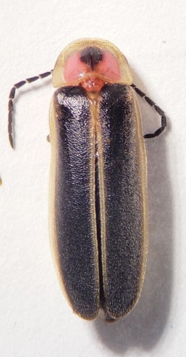 Lightning bug photinus - bug:,