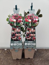 2x Climbing Lonicera