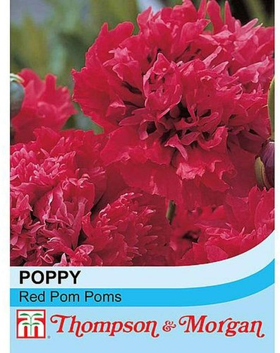 Thompson morgan poppy - morgan,