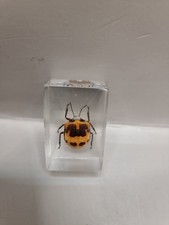 Collectible Poecilocoris Latus