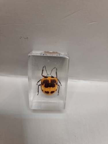 Collectible poecilocoris latus - collectible,