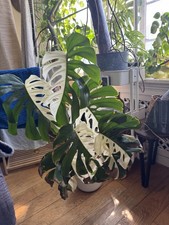 Monstera Albo Half Moon Plant