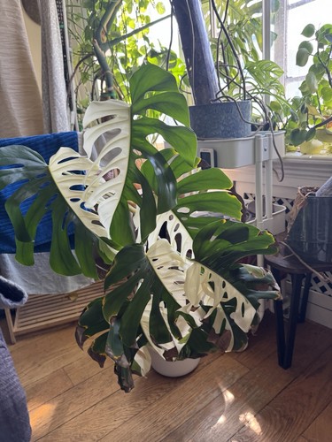 Monstera albo half moon plant - albo,