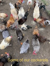 6xHENS Or✅Cockerels You