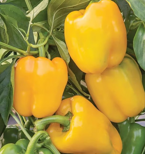 Sweet pepper afterglow 1 - pepper,