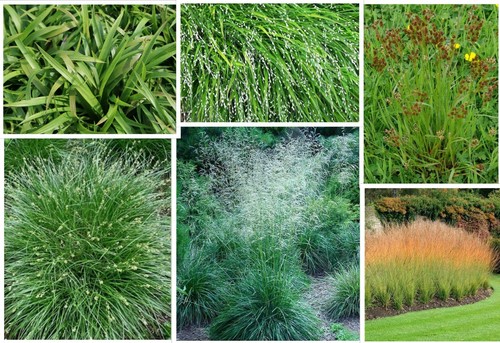 Native grasses for shade - grasses,