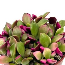 Anacampseros  ‘Sunrise’ group Sand Rose unusual succulent plant in 6 cm pot