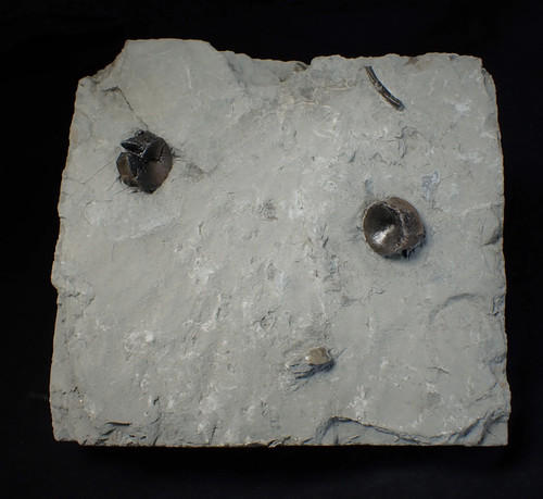 Jurassic ichthyosaur bones