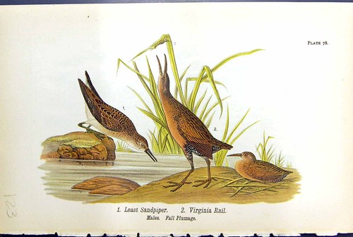 Old least sandpiper virginia - least,