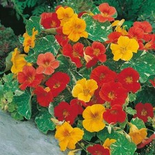 Nasturtium Alaska Mixed Seeds Grow Your Own Flowers Borders Simply Garden
