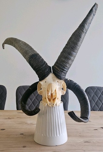 Rare jacob sheep skull - , with
