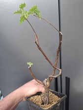 silver birch bonsai starter