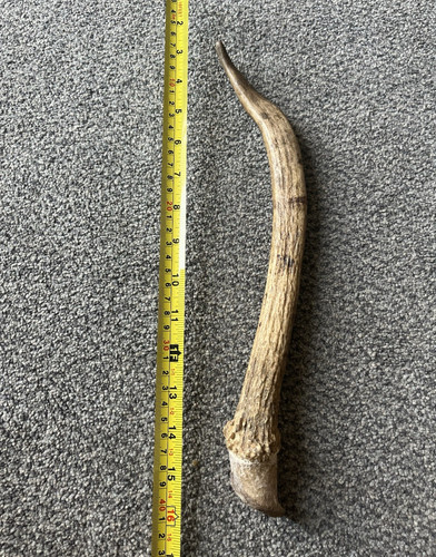 Deer elk antler dog chew - dog,