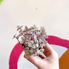 Callisia rosata - Turtle Vine / Creeping Inch Plant