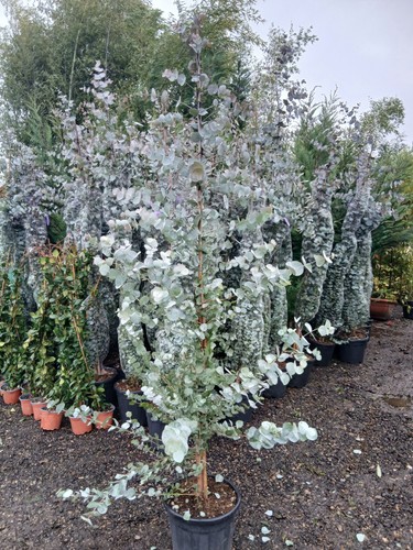 Eucalyptus silver dollar - dollar, 18l