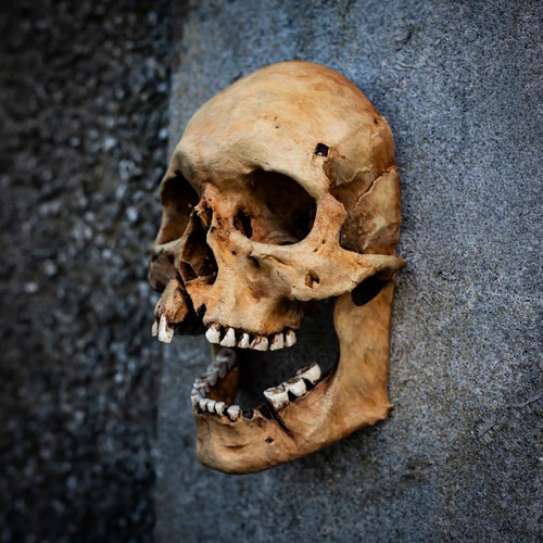 Human skull wall - human, art