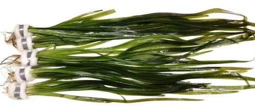Vallisneria spiralis - vallisneria,