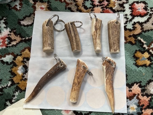Scottish red deer - scottish, antler