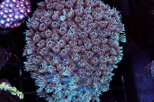 Teal and purple goniopora - teal,