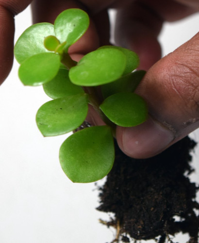 Portulacaria afra elephant - portulacaria,