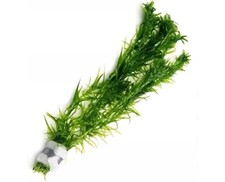 Elodea Densa Aquarium Fish Tank Plant Landscaping Ecosphere Terrarium OnlyPlants