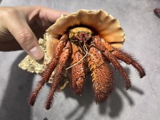 Giant Red Spotted Hermit Crab